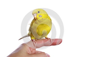 Yellow budgerigar on a finger photo
