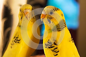 Yellow budgerigar (Melopsittacus undulatus) close up portrait. F