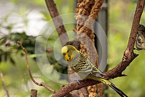 Yellow Budgerigar parakeet bird Melopsittacus undulatus