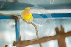 Yellow budgerigar parrot close up sits on tree branch in cage