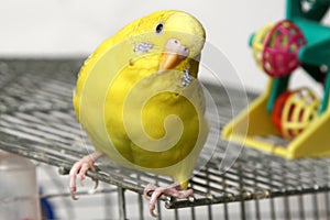 Yellow budgie