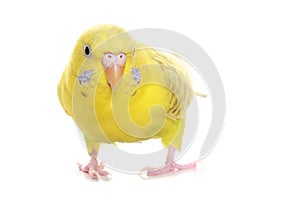 Yellow budgie