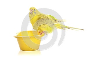 Yellow budgie