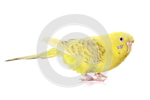 Yellow budgie