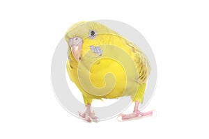 Yellow budgie