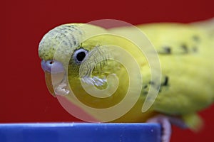 Yellow budgie