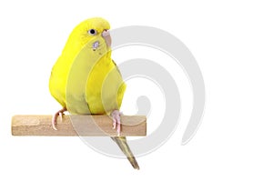 Yellow budgie in front of a white background