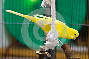 Yellow Budgie Playing