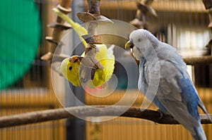 Yellow Budgie Playing