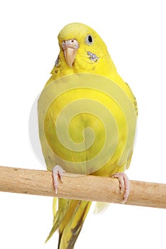 Yellow budgie on a stick photo
