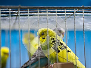 Yellow budgies waiting to be sold in a cage.