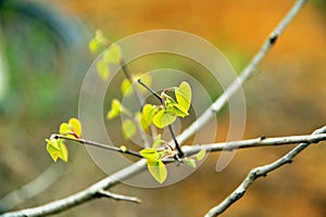 The yellow buds drooped weakly.