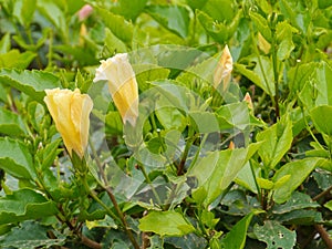 Yellow buds of a hibiscus or Rose mallow plant