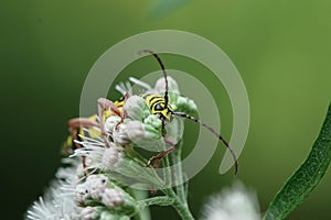 Yellow bug crawling o a white flower.
