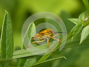 Yellow bug on a green background