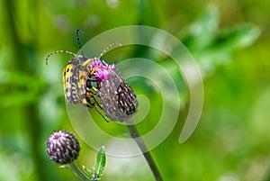 Yellow bugs mating, insects making love on a purple flower