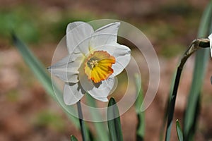 Yellow bulb Narcissus with white petals , Macro of Daffodil flower