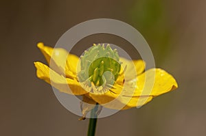 Buttercup flower photo