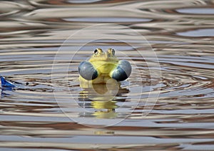 A yellow bullfrog making rasping sound in a water pond.