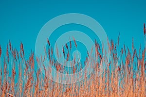Yellow bulrush against the blue sky