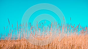 Yellow bulrush against the blue sky