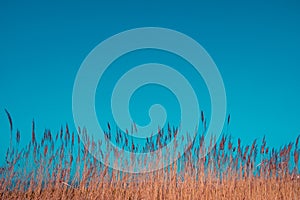 Yellow bulrush against the blue sky