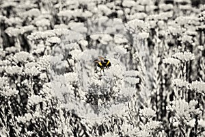 Yellow bumble-bee and colorless sedum flowers