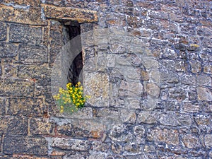 Yellow bunch of Flowers growing in a stone brick wall window in Luxembourg Europe