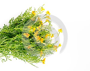 Yellow bunch of Tagetes tenuifolia, Organic edible flowers