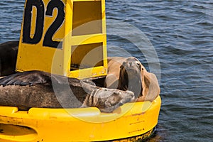 Yellow Buoy With Sea Lions in Ensenada, Mexico photo