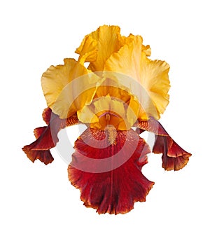 Yellow and burgundy iris flower isolated on white