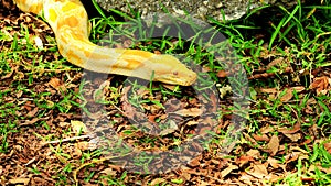 Yellow Burmese python (Python bivittatus)