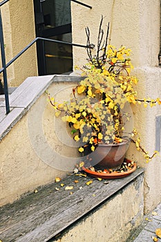 yellow bush in a flower pot, ornamental plant, October