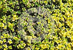 Yellow bush of lemon thyme. Thymus citriodorus. Perennial herb with a characteristic lemon scent of leaves. Soft selective focus.