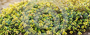 Yellow bush of lemon thyme. Thymus citriodorus. Perennial herb with a characteristic lemon scent of leaves. Soft selective focus