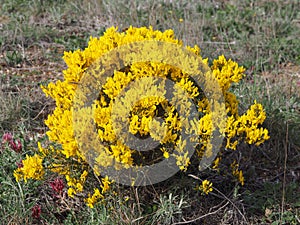 Yellow bush in Montblanch mountains, Tarragona, Spain, Europe