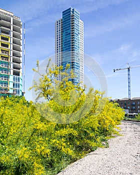 Yellow bushes with tall building