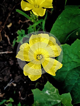 Yellow butiful flower  photo