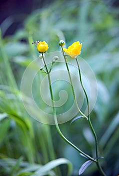 Yellow buttercup