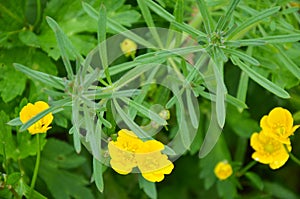 Yellow buttercup in ameadow