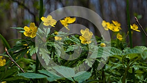 Yellow buttercup anemone flower, fresh seasonal vegetation happy in deep blue sky sunshine, pagan nature awakening concept