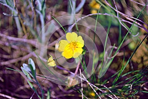 Yellow buttercup close up detail, blue-green and gray meadow grass bokeh background