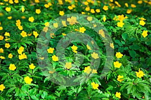 Yellow buttercup flower