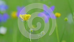 Yellow buttercup flower against the green blurred background. Crowfoot, ranunculus. Greater creeping spearwort. Close up