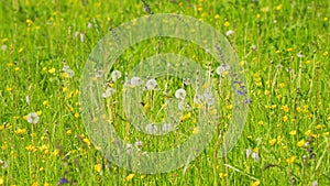 Yellow buttercup flower against green blurred background. Crowfoot, ranunculus. Greater creeping spearwort. photo