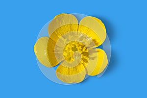 Yellow buttercup flower isolated on blue background