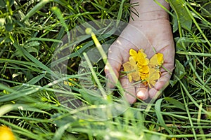 Yellow buttercup flower petals on a child`s palm in green grass, world environment day, horizontal