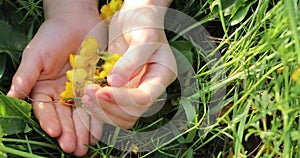 Yellow buttercup flower petals on a child`s palm in green grass, world environment day, horizontal