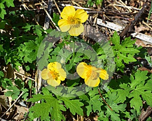 Yellow Buttercup Flowers Blooming Amidst Green Foliage