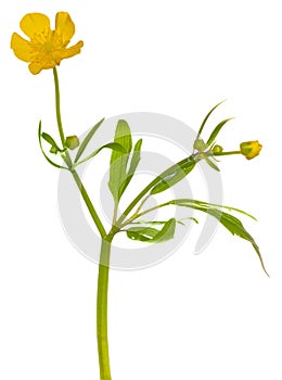 Yellow buttercup flower on white